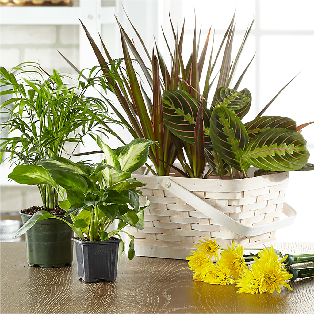 Florist Designed Blooming and Green Plants in a Basket – Flowerama #186, Oklahoma City OK