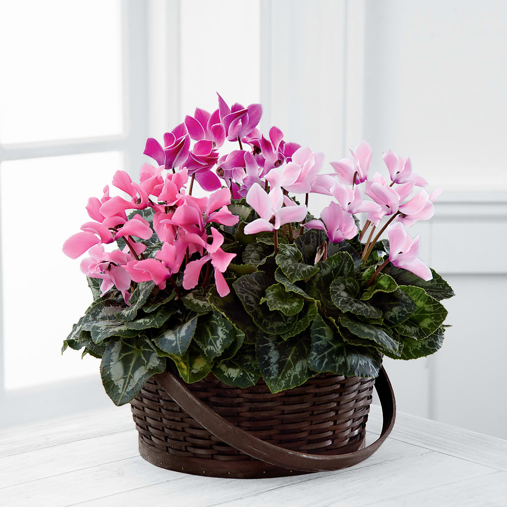Mixed Cyclamen Planter – Flowerama #186, Oklahoma City OK