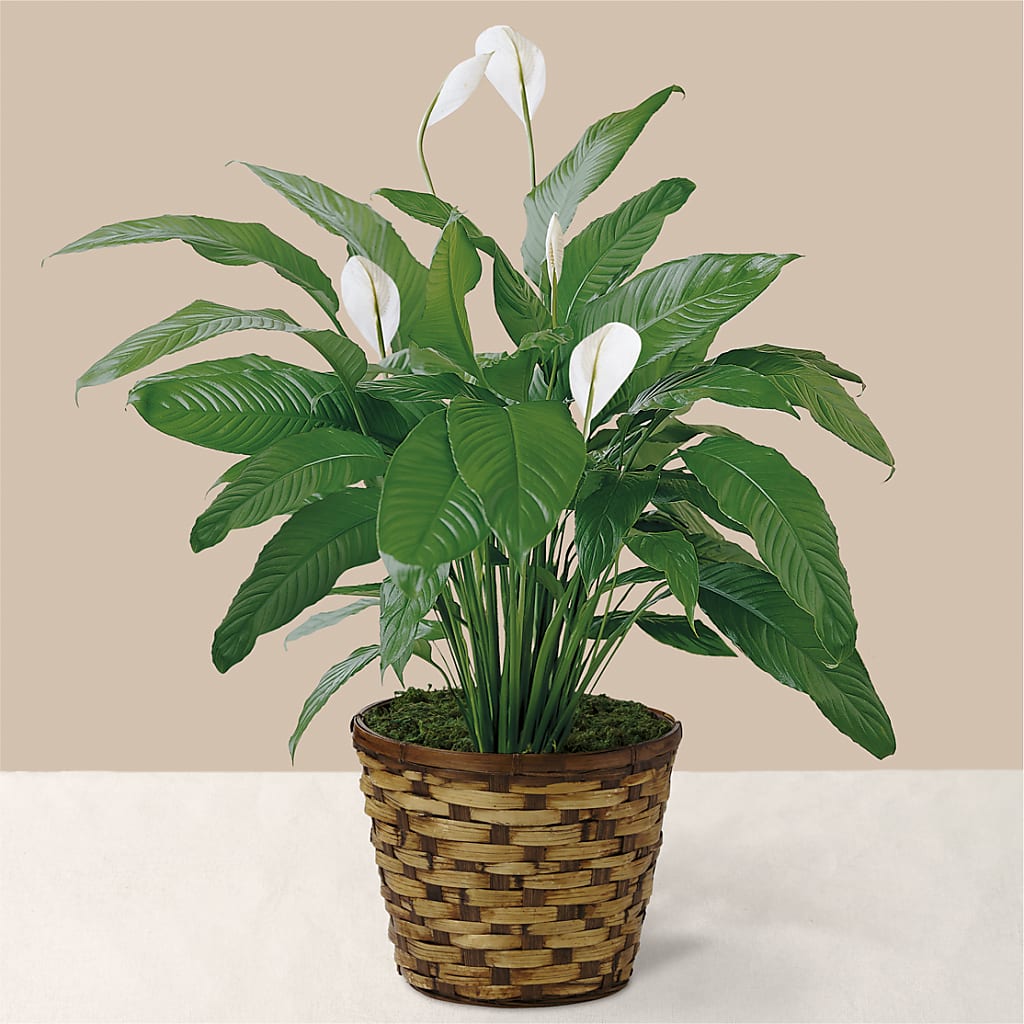 Tranquil Moments Peace Lily Plant – Flowerama #186, Oklahoma City OK