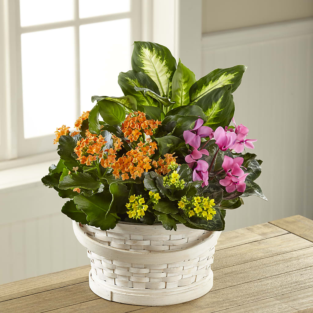 Color Crush Dishgarden – Flowerama #186, Oklahoma City OK