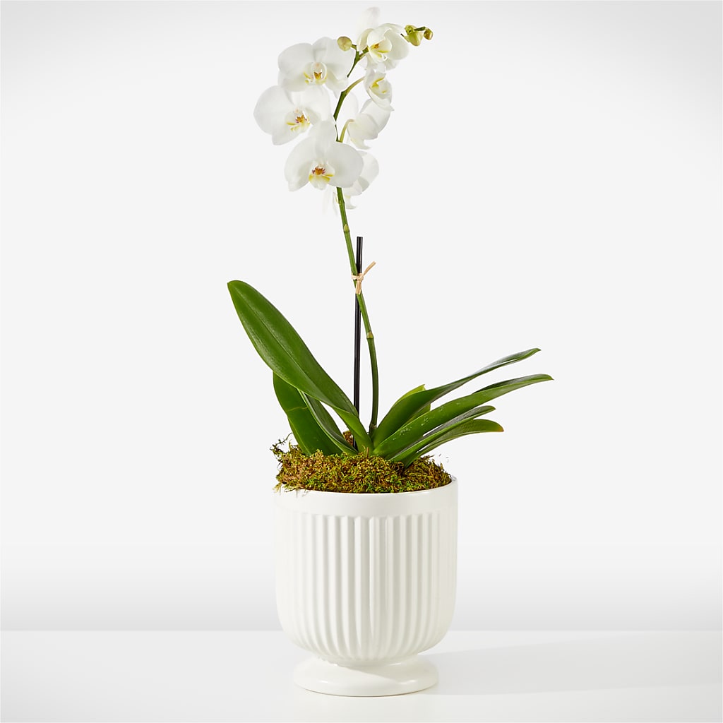 Whispering White Orchid – Flowerama #186, Oklahoma City OK