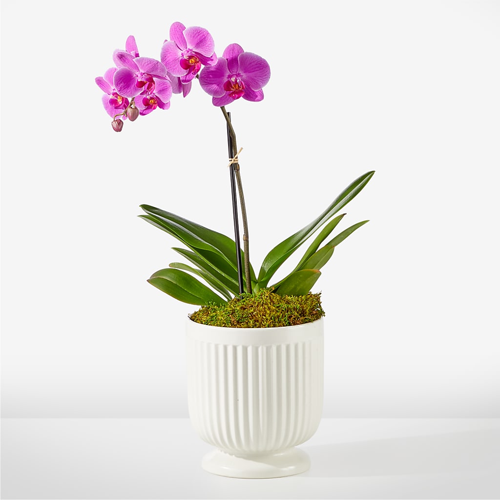 Friendly Fuchsia Orchid – Flowerama #186, Oklahoma City OK
