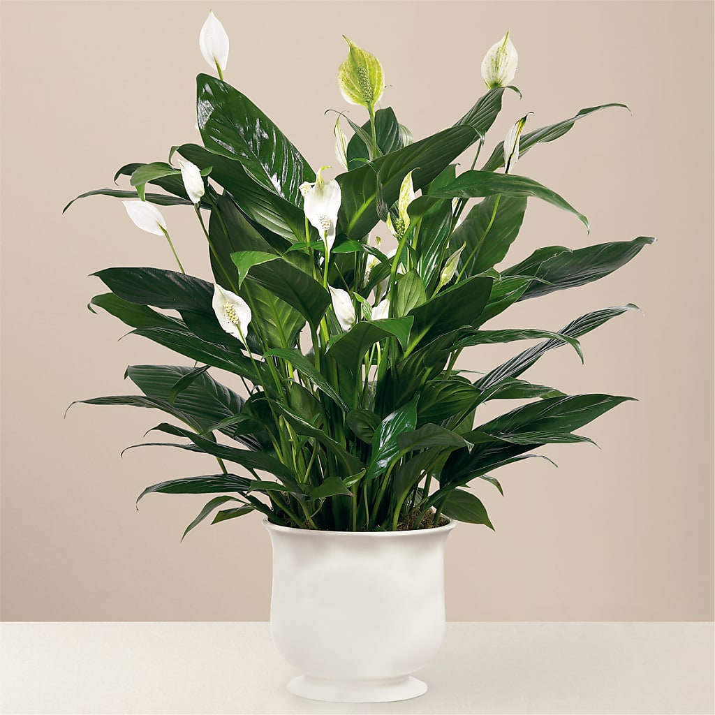 Comfort Planter – Flowerama #186, Oklahoma City OK