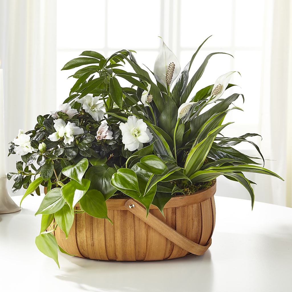 Serene Dishgarden – Flowerama #186, Oklahoma City OK