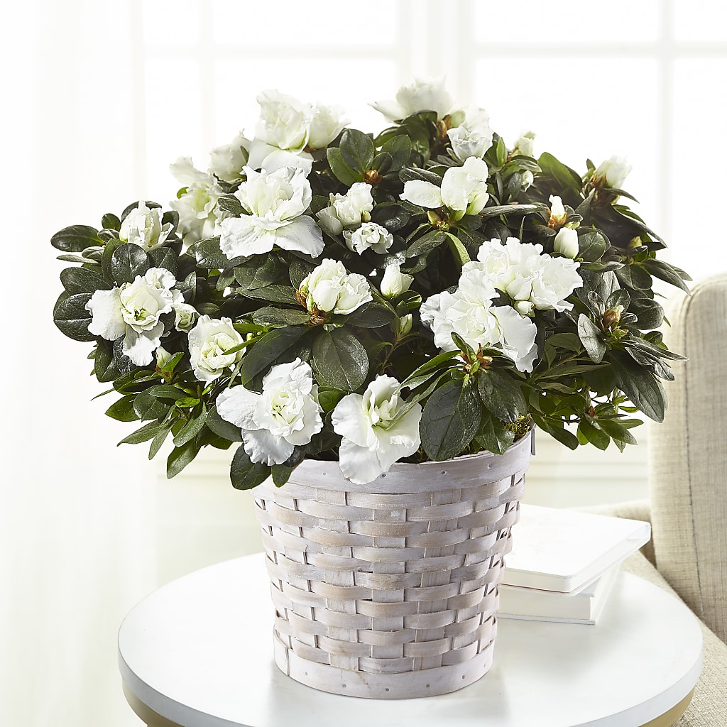 White Azalea Plant – Flowerama #186, Oklahoma City OK