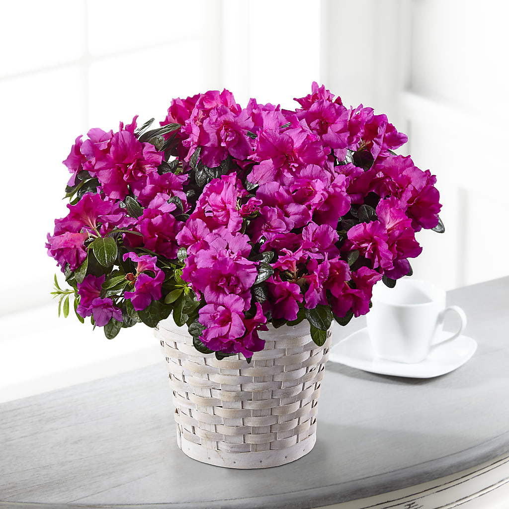 Hope & Serenity Azalea Plant – Flowerama #186, Oklahoma City OK
