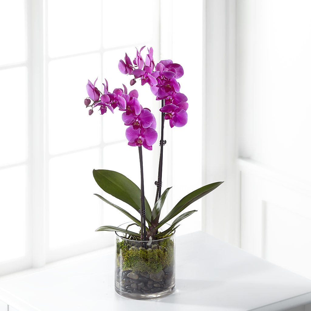Pink Orchid Plant – Flowerama #186, Oklahoma City OK
