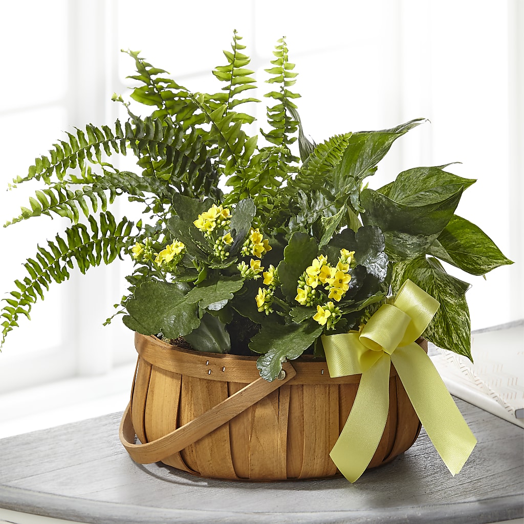 Always Dear Dishgarden – Flowerama #186, Oklahoma City OK