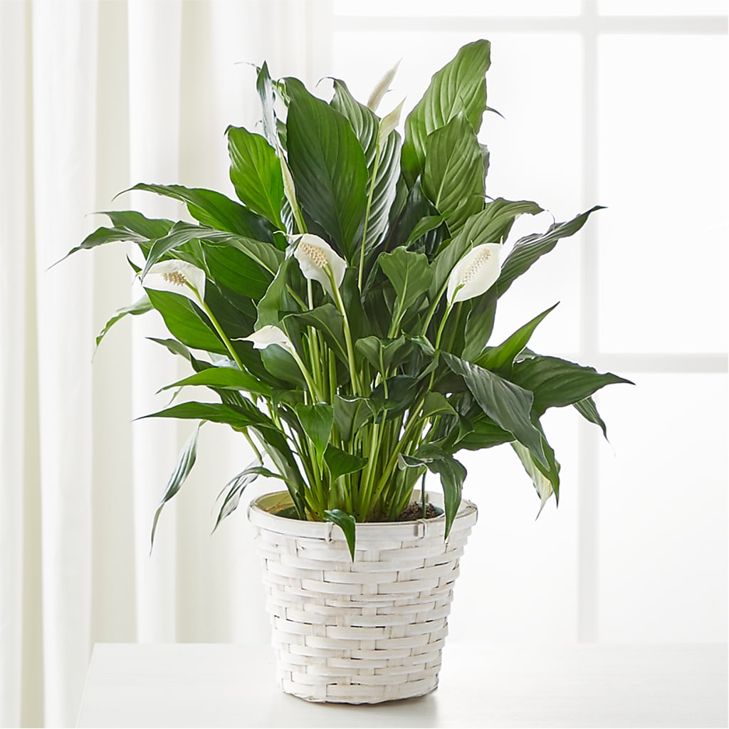 A New Leaf Peace Lily – Flowerama #186, Oklahoma City OK