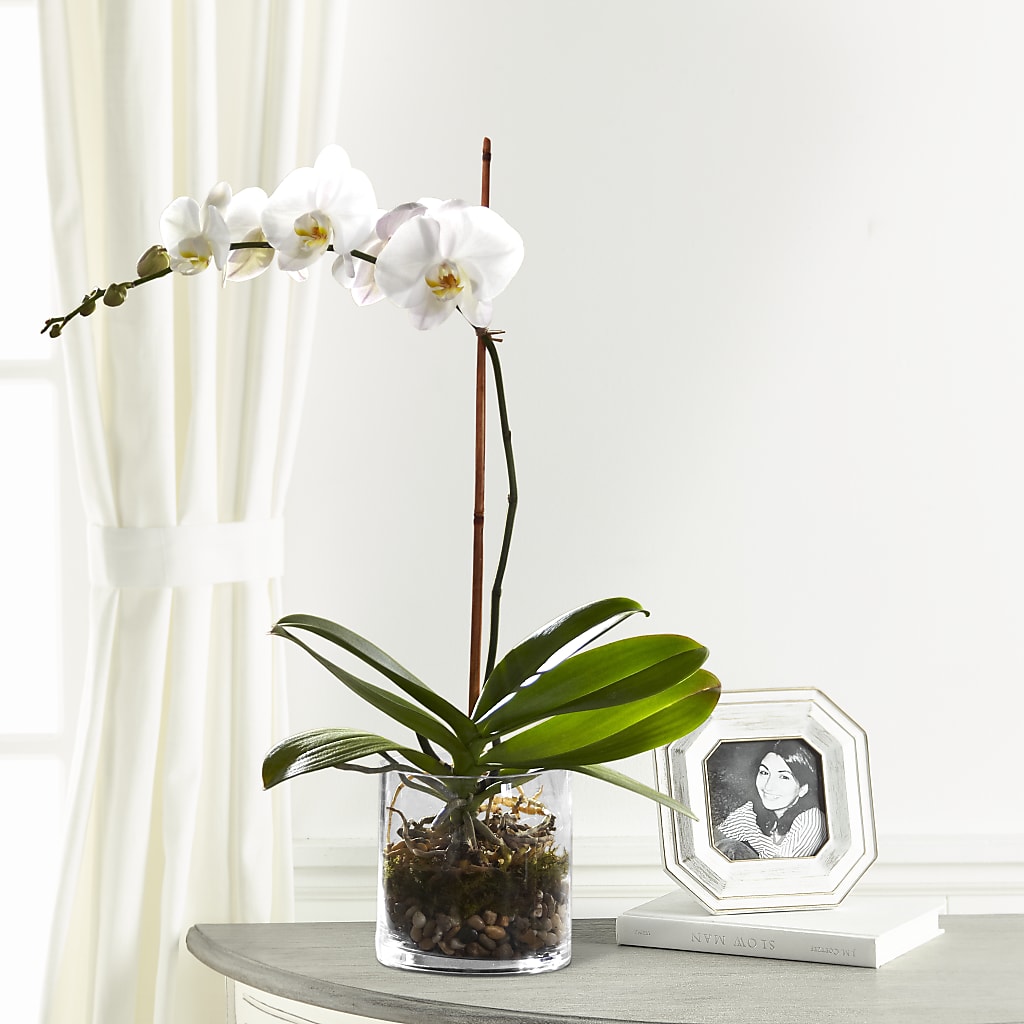 White Orchid Planter – Flowerama #186, Oklahoma City OK
