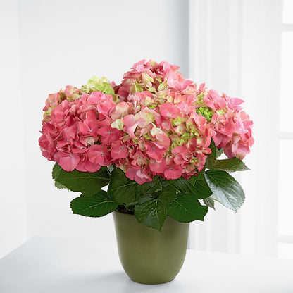 Pink Hydrangea Planter –  Flowerama #186, Oklahoma City OK