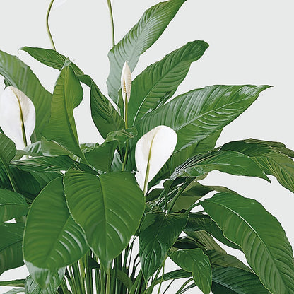 Tranquil Moments Peace Lily Plant –  Flowerama #186, Oklahoma City OK