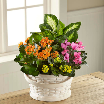Color Crush Dishgarden –  Flowerama #186, Oklahoma City OK