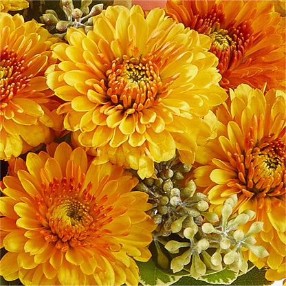 Peachy Pumpkin –  Flowerama #186, Oklahoma City OK