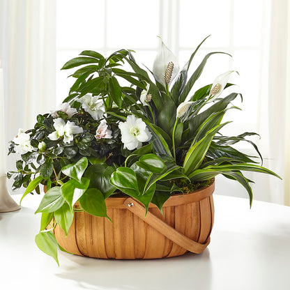 Serene Dishgarden –  Flowerama #186, Oklahoma City OK