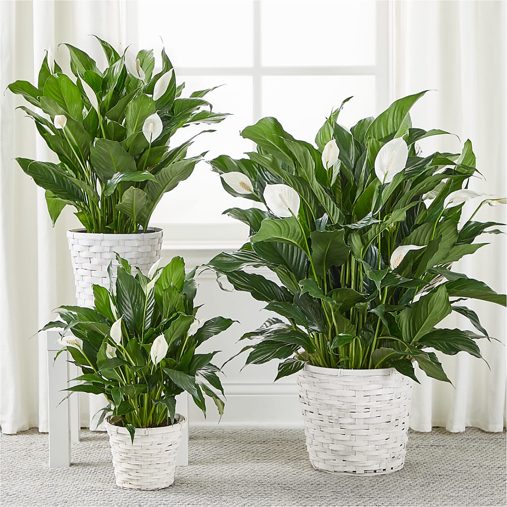 A New Leaf Peace Lily –  Flowerama #186, Oklahoma City OK