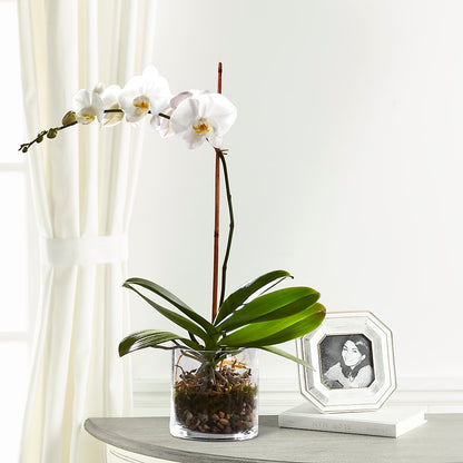 White Orchid Planter –  Flowerama #186, Oklahoma City OK