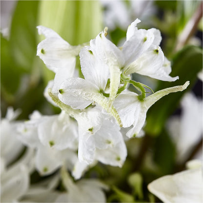 Classic Ivory – A Florist Original –  Flowerama #186, Oklahoma City OK