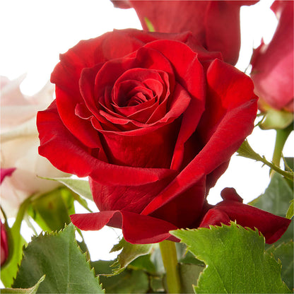 Love Notes Rose Bouquet –  Flowerama #186, Oklahoma City OK